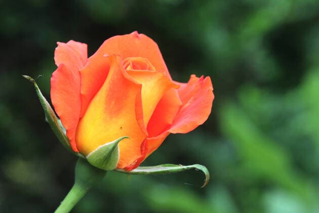 Roses in home gardens Rose blossom in a summery home garden