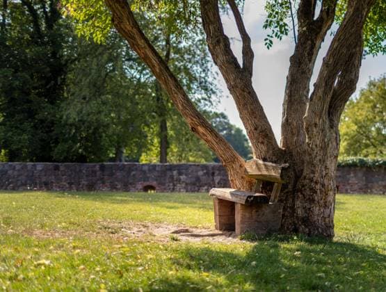 IMAGO Creative, Sommer, Schatten-Plätze bei Hitze Baum mit kleiner Holzbank *** Tree with small wooden bench 1020915761