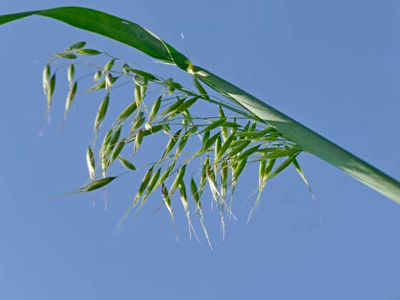 IMAGO Nature: Unsere Erde, Klimawandel, Ernährung, Pflanzen der Zukunft, Hafer Hafer Ähre mit blauem Himmel *** Oats ear of corn with blue sky 1093511119