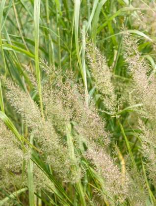 Diamantgras (Calamagrostis brachytricha) McPHRM *** Diamond grass Calamagrostis brachytricha McPHRM McPHRM