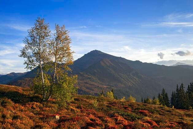  Herbstliche Gebirgslandschaft mit Moorbirken (Betula pubescens), hinten der Gilfert, Tirol, Österreich, Europa *** Autumnal mountain landscape with moor birches Betula pubescens, behind the Gilfert, Tyrol, Austria, Europe Copyright: imageBROKER/AdelheidxNothegger ibxano05570679.jpg