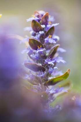 Kriech-Guensel, Kriechguensel, Kriechender Guensel (Ajuga reptans), Bluetenstand, Niederlande, Friesland Common bugle, Creeping bugleweed (Ajuga reptans), inflorescence, Netherlands, Frisia BLWS619734 *** Creeping Guensel, Creeping Guensel, Creeping Guensel Ajuga reptans , Bloodstock, Netherlands, Friesland Common bugle, Creeping bugleweed Ajuga reptans , inflorescence, Netherlands, Frisia BLWS619734 Copyright: xblickwinkel AGAMI W.xLeursx