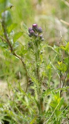 18.06.2020 Igls, Innsbruck, Tirol, Austria Bild: Bach-Kratzdistel, Cirsium rivulare Distel, Disteln, Kratzdistel Waldwiese, Moor, Quellgebiet, Moorgebiet, Wiese, Sumpfwiese *** 18 06 2020 Igls, Innsbruck, Tyrol, Austria Picture Brook Catthistle, Cirsium rivulare thistle, thistles, catthistle forest meadow, moor, headwaters, moorland, meadow, swamp meadow
