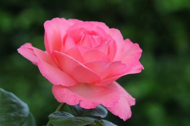 Roses in home gardens The flowering of a garden rose at the beginning of summer