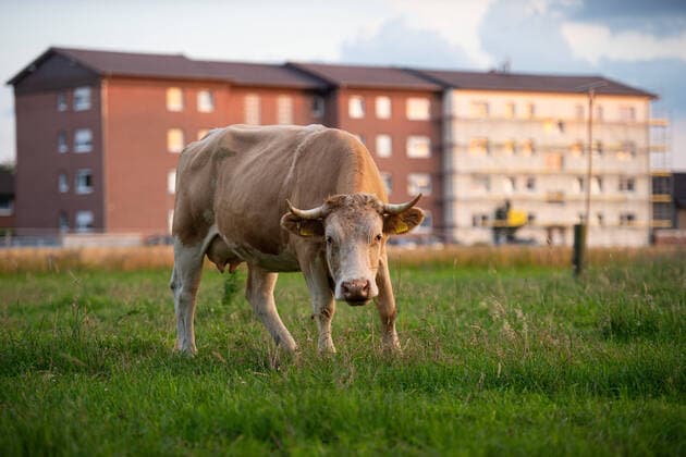 20 06 2020 Coronavirus housing estate of Tönnies employees in quarantine In Verl an entire housing estate of foreign employees of the Tönnies meat plant was sent into quarantine, houses were surrounded by fences after more than 1000 employees tested positive for the coronavirus In the picture A cow, cat