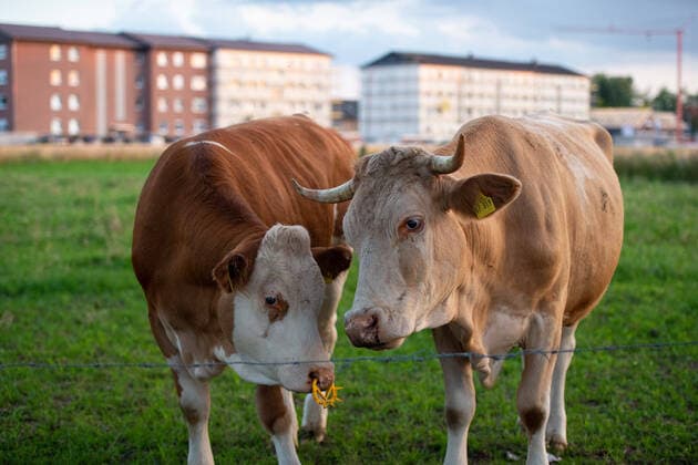20 06 2020 Coronavirus housing estate of Tönnies employees in quarantine In Verl an entire housing estate of foreign employees of the Tönnies meat plant was sent into quarantine, houses were surrounded by fences after more than 1000 employees tested positive for the coronavirus In the picture C