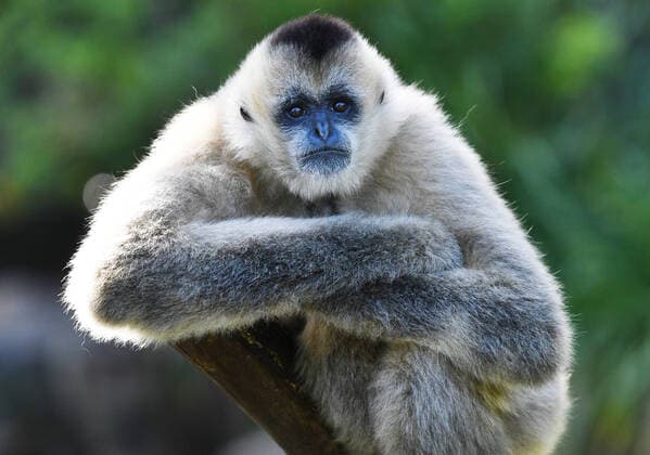 Bilder des Jahres 2020, Entertainment 06 Juni Entertainment Themen der Woche KW26 News Bilder des Tages ADELAIDE ZOO REOPENING, A White Cheeked Gibon is seen at the Adelaide Zoo in Adelaide, Monday, June 22, 2020. Adelaide Zoo has reopened to the public after shutting its doors on March 25, due to the outbreak of Covid-19 around the world. ( NO ARCHIVING, EDITORIAL USE ONLY, NO USE IN BOOKS WITHOUT CONSENT ADELAIDE SA AUSTRALIA  Copyright: xDAVIDxMARIUZx 20200622001475624337