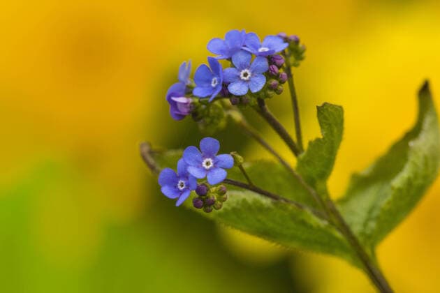 Kaukasus-Vergissmeinnicht, Kaukasusvergissmeinnicht, Grossblaettriges Kaukasus-Vergissmeinnicht, Grossblaettriges Kaukasusvergissmeinnicht (Brunnera macrophylla), Blueten, Niederlande, Friesland Heartleaf brunnera, Siberian bugloss (Brunnera macrophylla), flowers, Netherlands, Frisia BLWS620332 *** Caucasus forget-me-not, Caucasus forget-me-not, Caucasus forget-me-not, Caucasus forget-me-not, Caucasus forget-me-not Brunnera macrophylla , flowers, Netherlands, Friesland Heartleaf brunnera, Siberian bugloss Brunnera macrophylla , flowers, Netherlands, Frisia BLWS620332 Copyright: xblickwinkel AGAMI W.xLeursx