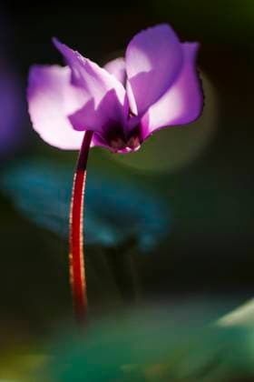 Vorfruehlings-Alpenveilchen, Vorfruehlingsalpenveilchen, Kos-Alpenveilchen, Kosalpenveilchen (Cyclamen coum), Bluete im Gegenlicht, Niederlande eastern cyclamen (Cyclamen coum), flower in backlight, Netherlands BLWS620735 *** Early spring cyclamen, Early spring cyclamen, Kos cyclamen, Kos cyclamen coum , flower in backlight, Netherlands eastern cyclamen Cyclamen coum , flower in backlight, Netherlands BLWS620735 Copyright: xblickwinkel AGAMI W.xLeursx