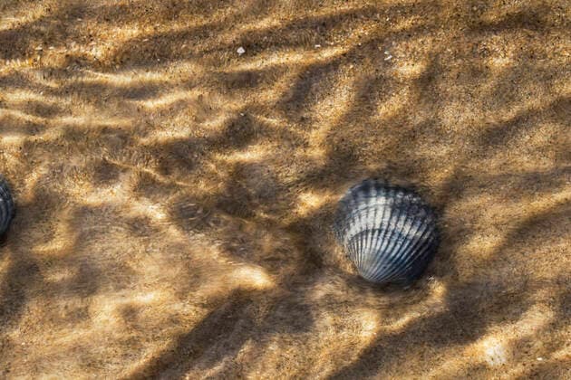 Edible cockle, common cockle Cardium edule, Cerastoderma edule , in shallow water on the beach, Netherlands, Texel common cockle, common European cockle, edible cockle Cardium edule, Cerastoderma edule , in shallow water on the beach, Netherlands, Texel BLWS620474 Copyright: xblickwinkel AGAMI W.xLeursx