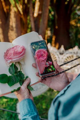 Woman s hand holding book, pink rose blossom and smartphone with photo of rose blossom model released Symbolfoto property released ERRF03954
