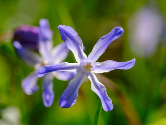 Head of purple blooming Bossiers glory-of-the-snow (Scilla luciliae) flower SIEF09878