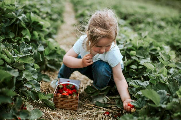 Girl picking ripe strawberries on field model released Symbolfoto VBF00084