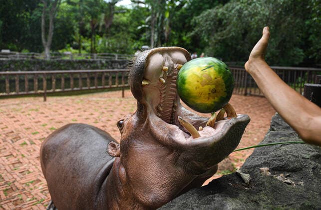 Bilder des Jahres 2020, Entertainment 06 Juni Entertainment Themen der Woche KW26 News Bilder des Tages (200625) -- HAIKOU, June 25, 2020 -- A hippo enjoys a watermelon at the Hainan Tropical Wildlife Park and Botanical Garden in Haikou, south China s Hainan Province, June 25, 2020. The Dragon Boat Festival, also called the Duanwu Festival, falls on June 25 this year. The staff members of Hainan Tropical Wildlife Park and Botanical Garden made special Zongzi and dragon boat shaped snacks for animals to celebrate the festival. ) CHINA-HAINAN-HAIKOU-DRAGON BOAT FESTIVAL-ZOO (CN) PuxXiaoxu 