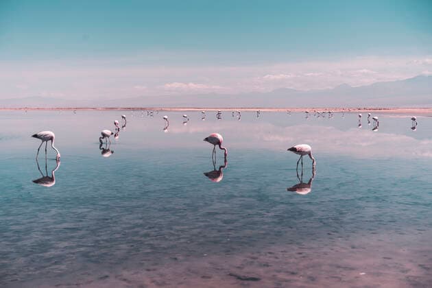 Group of Flamingos searching for food in salt lagoon in Atacama Desert San Pedro de Atacama, Antofagasta, Chile CR_MAKO200611A-391327-01