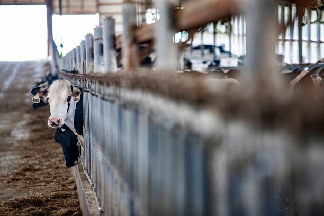 Cows in pens at dairy farm in Wisconsin United States, Wisconsin, Hilbert CR_MAMO200604-394994-01 EDITORIAL USE ONLY
