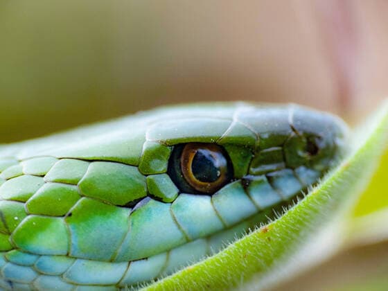 Creative Highlights World snake resting on green leaf Canelones, Canelones Department, Uruguay CR_OJQISD200528-384349-01