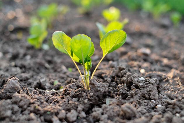 IMAGO Creative: Corporate: Klimaschutz, Digitalisierung und Urbanisierung IMAGO Creative: Stadt und Land, Slowflower Bewegung organic young cabbage under the sun Lviv, Lviv Oblast, Ukraine CR_ORFI200618B-410286-01