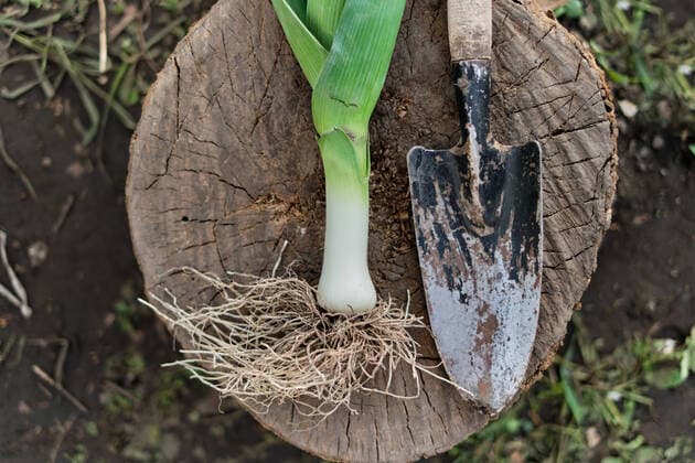 leeks and garden shovel in hands on garden background Lviv, Lviv Oblast, Ukraine CR_ORFI200618B-410321-01