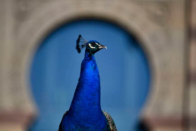 Bilder des Jahres 2020, Entertainment 06 Juni Entertainment Themen der Woche KW26 News Bilder des Tages Blauer Pfau (Pavo cristatus), captive, Stuttgart, Baden-Württemberg, Deutschland Tiere *** Blue peacock Pavo cristatus, captive, Stuttgart, Baden Württemberg, Germany Animals