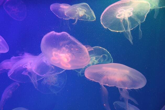 IMAGO Creative: 2021 Favoriten  IMAGO Creative: 2022 Farbe des Jahres: Very Peri, Veilchenblau Jellyfish in the sea illuminated by beautiful lights Copyright: xSmirMaxx Panthermedia28316059