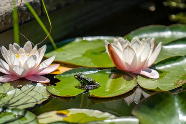 Kleiner Wasserfrosch, Pelophylax lessonae, in einem Teich, Seerose, Frosch *** small water frog, Pelophylax lessonae, in a pond, water lily, frog