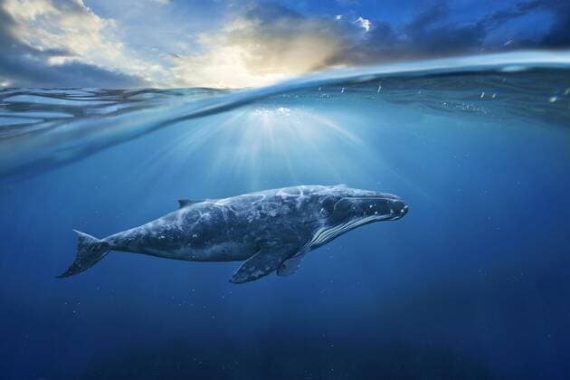 IMAGO Creative: Kraft des Wassers whale in half air Copyright: xjamesteoh1976x Panthermedia27382440