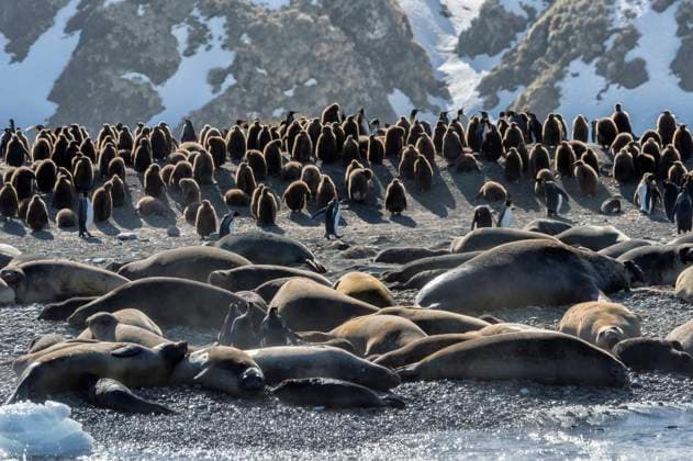 Creative Highlights World Gold Harbour packed with Southern Elephant Seals (Mirounga leonina) and King penguins (Aptenodytes patagonicus), South Georgia, Polar Regions Copyright: G&MxTherin-Weise 1131-1485