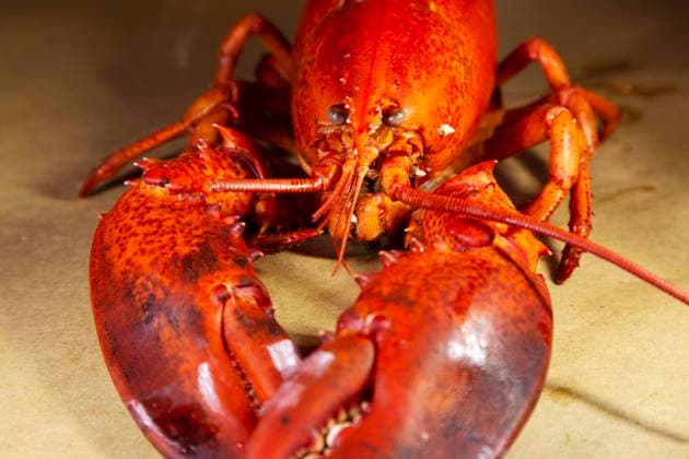 A cooked, locally landed lobster boiled and served ready to eat in a lobster dinner at Chester, Nova Scotia, Canada, North America Copyright: StuartxForster 826-756