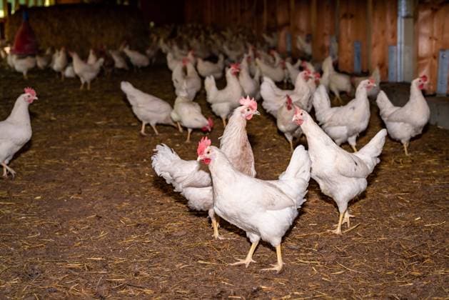 Freilaufende, weiße Hühner im Eingangsbereich zu ihrem Hühnerstall. Freilaufende, weisse Legehennen im Eingangsbereich einer modernen Bio-Hühnerfarm. Hier finden sie viele Beschäftigungsmöglichkeiten, sie können in der Einstreu scharen, picken, auf Strohballen klettern und finden überall Wassertränken und Futterautomaten vor. Landkreis Osnabrück Niedersachsen Deutschland *** Free-range, white hens in the entrance area to their henhouse Free-range, white laying hens in the entrance area of a modern organic chicken farm Here they find many employment opportunities, they can flock in the litter, peck, climb on bales of straw and find water troughs and automatic feeders everywhere in front of the district of Osnabrück Lower Saxony Ge