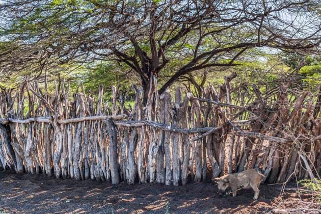 IMAGO Cultures of the world, Wayuu Volk in Kolumbien Pig outside a corral in a Wayuu rancheria , or traditional rural settlement. The Wayuu indigenous of La Guajira, Colombia, are traditional goat herders and depend on the animals for food, milk and income. Uribia Colombia Copyright: xJasonxRothex JRO_COL-2356