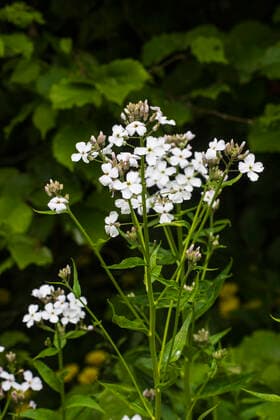 Gemeine Nachtviole (Hesperis matronalis), bluehend, Niederlande, Friesland dame s-rocket, dame s-violet, garden rocket, Dame s rocket (Hesperis matronalis), blooming, Netherlands, Frisia BLWS622563 *** Common night violet Hesperis matronalis , blooming, Netherlands, Friesland lady s rocket, lady s violet, garden rocket, lady s rocket Hesperis matronalis , blooming, Netherlands, Frisia BLWS622563 Copyright: xblickwinkel AGAMI W.xLeursx