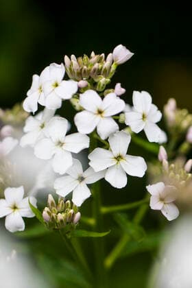 Gemeine Nachtviole (Hesperis matronalis), bluehend, Niederlande, Friesland dame s-rocket, dame s-violet, garden rocket, Dame s rocket (Hesperis matronalis), blooming, Netherlands, Frisia BLWS622564 *** Common night violet Hesperis matronalis , blooming, Netherlands, Friesland lady s rocket, lady s violet, garden rocket, lady s rocket Hesperis matronalis , blooming, Netherlands, Frisia BLWS622564 Copyright: xblickwinkel AGAMI W.xLeursx