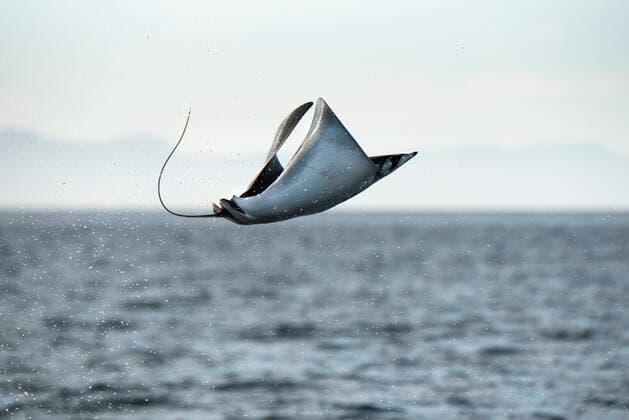 A Mobula Manta Ray jumping out of the water at Espíritu Santo Island. La Paz, B.C.S., Mexico CR_DLAF200701-433858-01