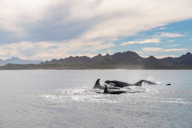 A group of orcas swimming on the surface near Espiritu Santo Island. La Paz, B.C.S., Mexico CR_DLAF200701-433865-01