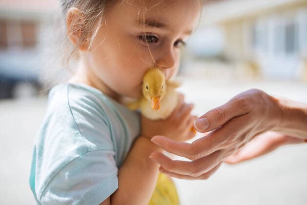 Creative Highlights Symbolfotos Mother gives a little duckling to her daughter. Malo Laole, Brani?evo District, Serbia CR_NEST200628B-434915-01 ,model released, Symbolfoto