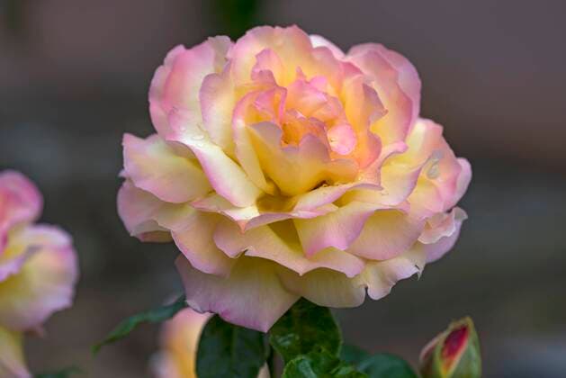 Yellow rose blossom pink , Germany, Europe Copyright: imageBROKER/HelmutxMeyerxzurxCapellen ibxmzc05798561.jpg