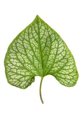  Blatt vom Großbla?ttrigen Kaukasusvergissmeinnicht (Brunnera macrophylla) auf weißem Grund, Deutschland, Europa *** Leaf of the Greater Caucasus Forget-me-not Brunnera macrophylla on white background, Germany, Europe Copyright: imageBROKER/HelmutxMeyerxzurxCapellen ibxmzc05809191.jpg