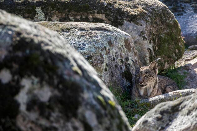 IMAGO Nature: Unsere Erde, Tiere, Tierische Meister der Tarnung Iberischer Luchs, Pardel-Luchs, Pardelluchs (Lynx pardinus), ruht zwischen Felsbrocken, Spanien Iberian lynx (Lynx pardinus), resting behind some boulders, Spain BLWS622856 *** Iberian lynx, Pardel lynx, Pardellynx Lynx pardinus , resting between boulders, Spain Iberian lynx Lynx pardinus , resting behind some boulders, Spain BLWS622856 Copyright: xblickwinkel AGAMI O.xDiezx