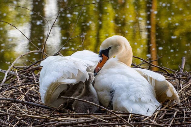 Swan Cygnus olor , breeding in the nest one chick peering between the wings, Switzerland, Lake Constance BLWS622842 Copyright: xblickwinkel S.xGerthx