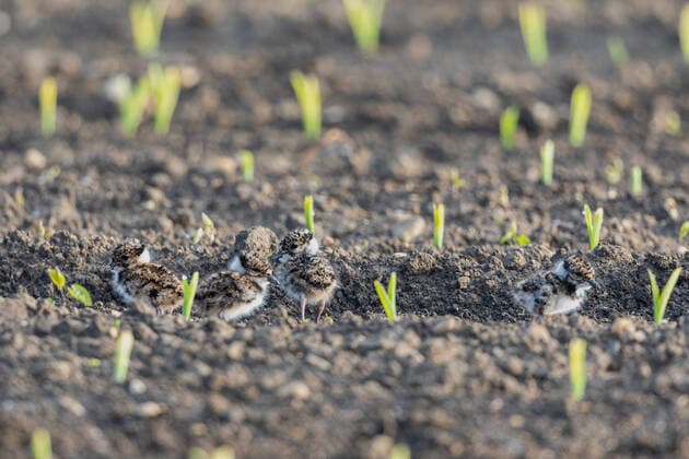 IMAGO Nature: Unsere Erde, Tiere, Tierische Meister der Tarnung Kiebitz (Vanellus vanellus), vier Kueken kurz nach dem Schlupf auf einem Maisacker, Deutschland, Bayern, Erdinger Moos northern lapwing (Vanellus vanellus), just hatched four chicks on a maize acre, Germany, Bavaria, Erdinger Moos BLWS621696 *** Lapwing Vanellus vanellus , four chicks shortly after hatching on a corn field, Germany, Bavaria, Erdinger Moos northern lapwing Vanellus vanellus , just hatched four chicks on a maize acre, Germany, Bavaria, Erdinger Moos BLWS621696 Copyright: xblickwinkel A.xHartlx
