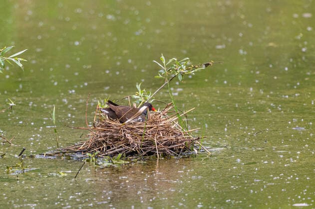 Moorhen Gallinula chloropus, breeding, side view, Germany, Bavaria BLWS621656, breeding, side view, Germany, Bavaria BLWS621656 Copyright: xblickwinkel A.xHartlx