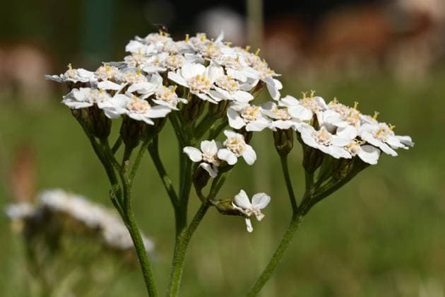 Gemeine Schafgarbe oder Gewöhnliche Schafgarbe (Achillea millefolium), bei Schwärzenbach im Schwarzwald, Stadtteil von Titisee-Neustadt, Landkreis Breisgau-Hochschwarzwald, Baden-Württemberg, Deutschland *** Yarrow Achillea millefolium, near Schwärzenbach in the Black Forest, district of Titisee Neustadt, district of Breisgau in the Upper Black Forest, Baden Württemberg, Germany