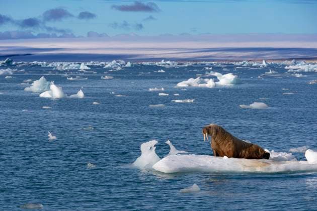 walrus (CTKxPhoto OndrejxZaruba) CTKPhotoF202007160943001