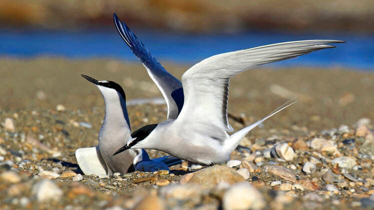 Aleutian Tern, Aleutian Tern Onychoprion aleuticus, Sterna aleutica , pair at the breeding site, USA, Alaska aleutian tern Onychoprion aleuticus, Sterna aleutica , pair at the breeding site, USA, Alaska BLWS623277 Copyright: xblickwinkel AGAMI D.xLopezxVelascox
