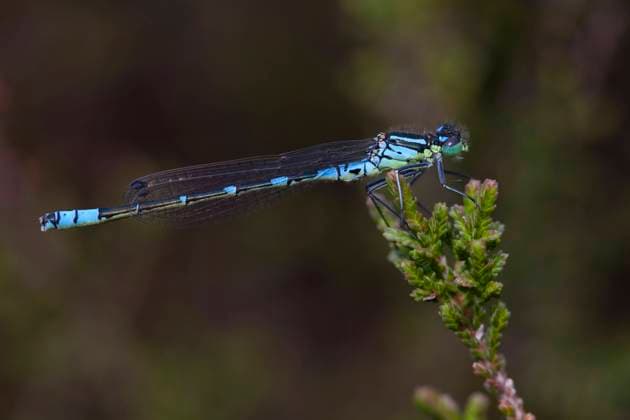 Mond-Azurjungfer, Mondazurjungfer (Coenagrion lunulatum), Maennchen ruht auf Heidekraut, Niederlande, Nordbrabant, Hatertse Vennen Irish damselfly, lunular damselfly (Coenagrion lunulatum), Adult male resting on heather, Netherlands, Noord-Brabant, Hatertse Vennen BLWS623443 *** Moon Azure Maiden, Moon Azure Maiden Coenagrion lunulatum , Male rests on heather, Netherlands, North Brabant, Hatertse Vennen Irish damselfly, lunular damselfly Coenagrion lunulatum , Adult male resting on heather, Netherlands, Noord Brabant, Hatertse Vennen BLWS623443 Copyright: xblickwinkel AGAMI F.xSardarx