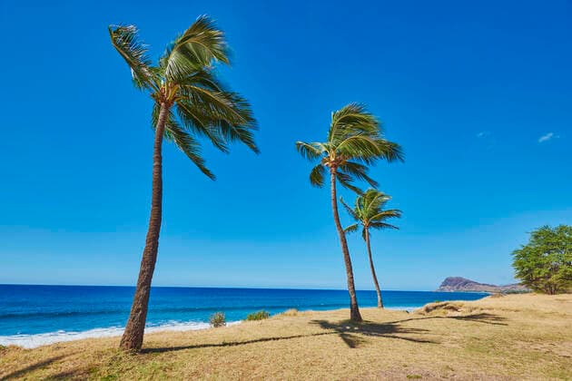 Palms at Kahe Point Beach Park, USA, Hawaii, Oahu, Kapolei Palm trees at Kahe Point Beach Park, USA, Hawaii, Oahu, Kapolei BLWS623331 Copyright: xblickwinkel D.xu.xM.xSheldonx