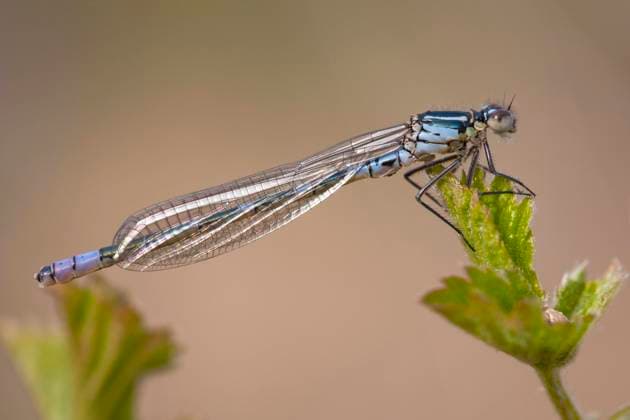 Mond-Azurjungfer, Mondazurjungfer (Coenagrion lunulatum), Juveniles Maennchen sitzt auf einem Brombeerblatt, Niederlande, Nordbrabant, Hatertse Vennen Irish damselfly, lunular damselfly (Coenagrion lunulatum), Immature male resting on a green leaf of a Blackberry bush, Netherlands, Noord-Brabant, Hatertse Vennen BLWS623442 *** Moon Azure Maiden, Moon Azure Maiden Coenagrion lunulatum , Juvenile male sitting on a blackberry leaf, Netherlands, North Brabant, Hatertse Vennen Irish damselfly, lunular damselfly Coenagrion lunulatum , Immature male resting on a green leaf of a Blackberry bush, Netherlands, Noord Brabant, Hatertse Vennen BLWS623442 Copyright: xblickwinkel AGAMI F.xSardarx