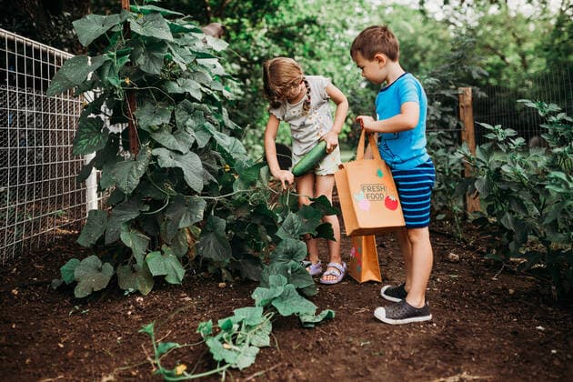 IMAGO Creative: Sommer, Sommertage im Garten Young girl picking cucumber from vine in back yard garden Fort Worth, TX, United States CR_TAHI200717-452628-01 ,model released, Symbolfoto