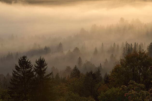 Germany, Bavaria, Pupplinger Au, Forest shrouded in thick morning fog RUEF03002